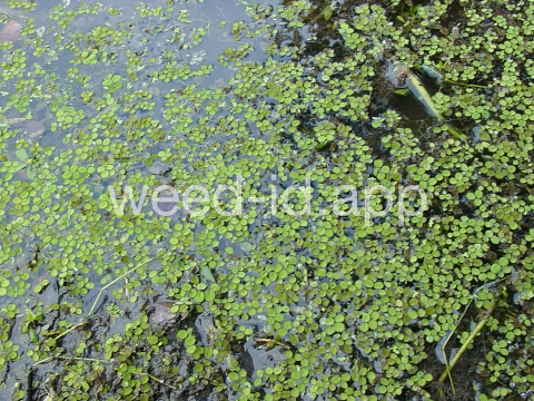 fern, water